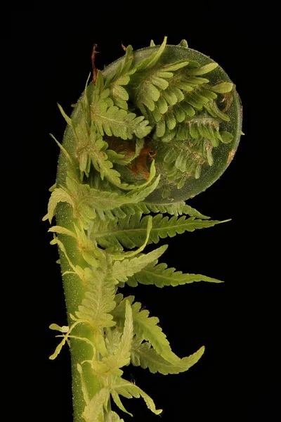 Devekuşu Fern (Matteuccia struthiopteris). Fiddlehead Kapanış