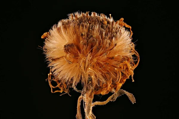 Kıllı Michaelmas Daisy (Symphyotrichum novae-angliae). Meyveli Capitulum Kapanışı