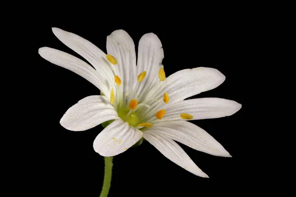 Stjärnört Stellaria Holostea Blomma Närbild — Stockfoto