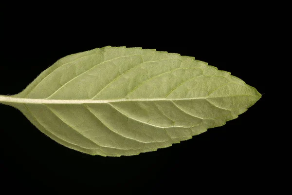 Menthe Maïs Mentha Arvensis Feuille Gros Plan — Photo