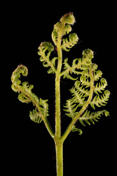 Bracken (Pteridium aquilinum). Genç Cephe Kapanışı