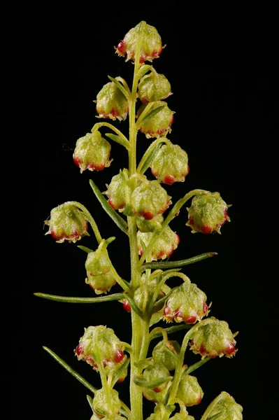 塔拉贡 Artemisia Dracunculus 花序细部成衣 — 图库照片