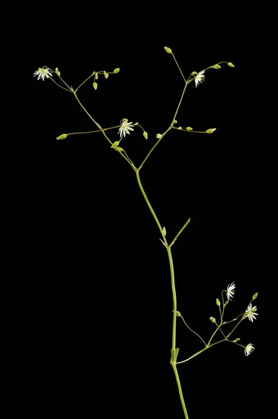 Spitzwegerich Stellaria Graminea Infloreszenz Nahaufnahme — Stockfoto