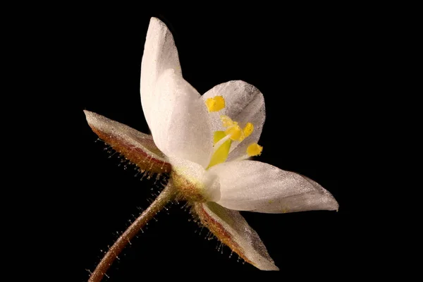 Mais Spurrey Spergula Arvensis Blume Nahaufnahme — Stockfoto
