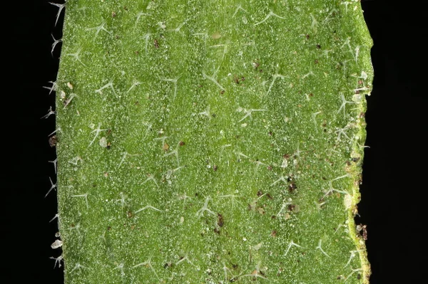 Thale Cress (Arabidopsis thaliana) Yaprak Ayrıntısı Kapatma