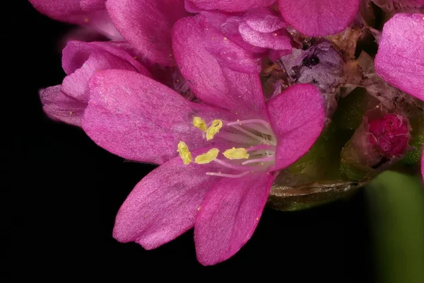 Thrift Armeria Maritima Květinový Detailní — Stock fotografie