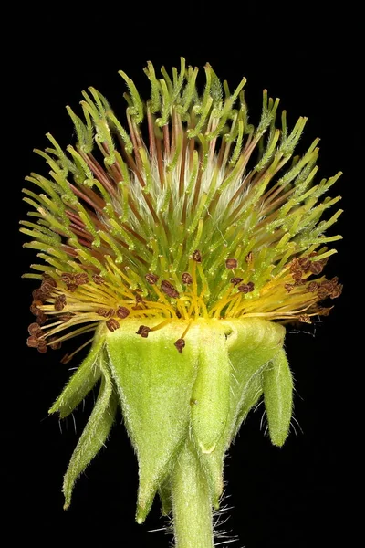 Doğu Bulvarı (Geum aleppicum). İnfructescence Yakın çekim