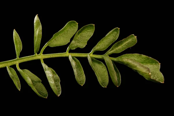 Kakukkfű Cardamine Pratensis Levél Közelkép — Stock Fotó