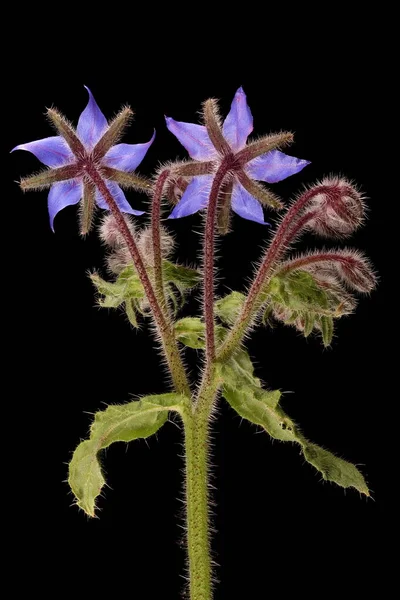 Borage (Borago officinalis). Enfeksiyon. Yakın çekim.