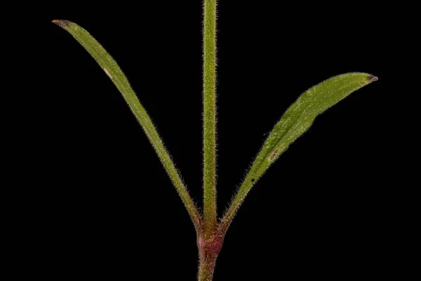 Nottingham Catchfly Silene Nutans Stjälk Och Blad Närbild — Stockfoto