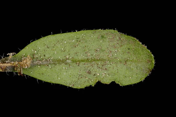 Thale Cress (Arabidopsis thaliana) Yaprak Kapanışı