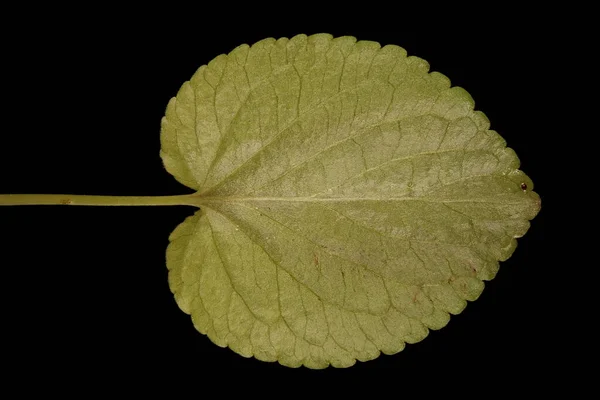 Heath Dog Violet Viola Canina Leaf Closeup — Stock Photo, Image