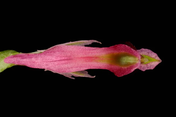 Common Fumitory Fumaria Officinalis Flower Closeup — Stock Photo, Image