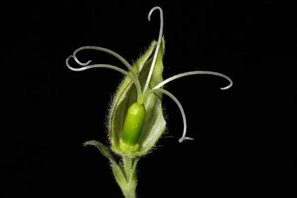 Weißer Campion Silene Latifolia Weiblicher Blumenquerschnitt — Stockfoto