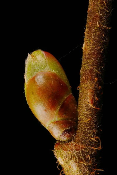 Piwne Corylus Avellana Zbliżenie Pączka Bocznego — Zdjęcie stockowe