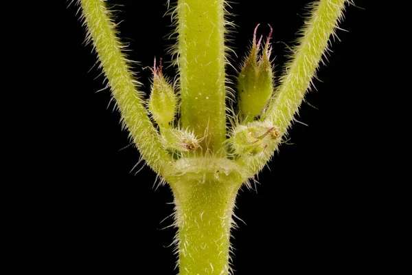 Ground Ivy Glechoma Hederacea Стволовая Клетка — стоковое фото