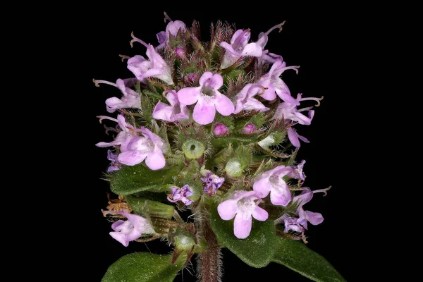 Breckland Thyme Thymus Serpyllum 폐쇄적 — 스톡 사진