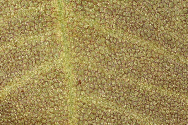 Frogbit Hydrocharis Morsus Ranae Detalle Hoja Primer Plano — Foto de Stock