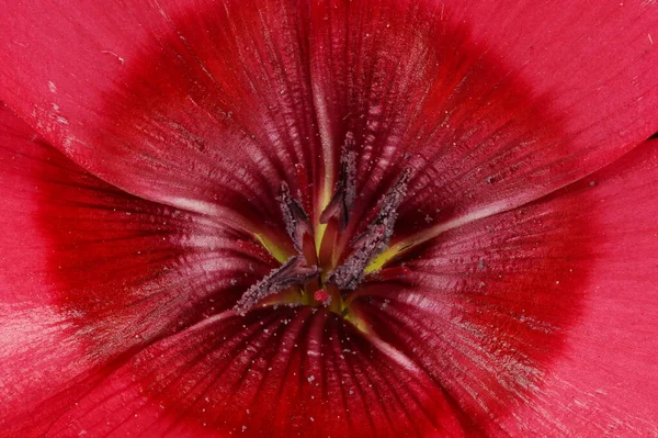 Kızıl Flax Linum Grandiflorum Pistil Stamens Kapanış — Stok fotoğraf