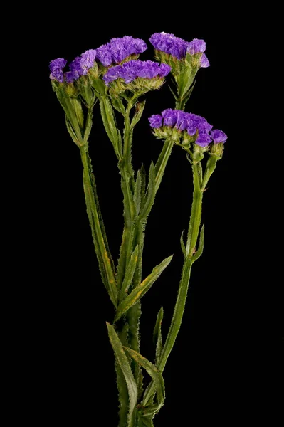 Wavyleaf Sea Lavender Limonium Sinuatum Habit —  Fotos de Stock