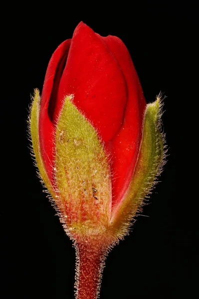 Nalı Pelargonium Pelargonium Zonale Çiçekli Bud Kapanış — Stok fotoğraf