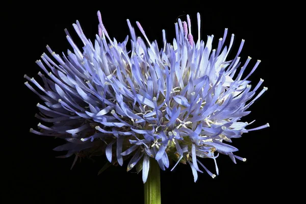 Koyun & apos; s-Bit (Jasione montana). Enfeksiyon. Yakın çekim.