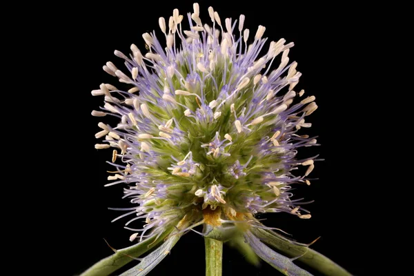 Mavi Eryngo (Eryngium planum). Inflorescence Detay Kapatma