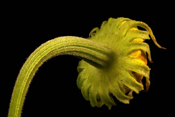 Hapşırık otu (Helenyum sonbaharı). Genç Capitulum Kapanış