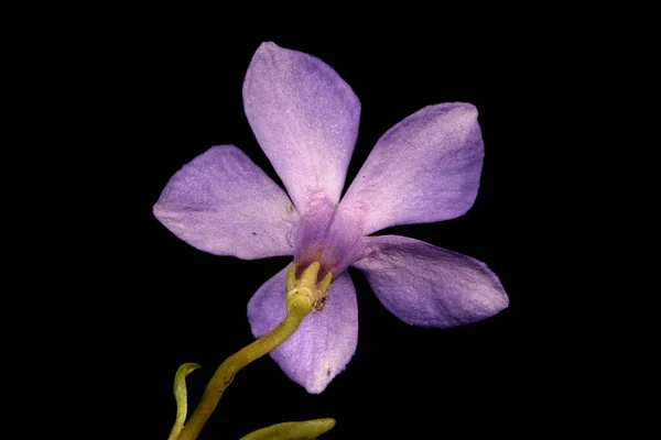 Menor Periwinkle Vinca Minor Primer Plano Flor — Foto de Stock