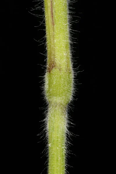 Hare Apos Tail Lagurus Ovatus Stem Node Closeup — 스톡 사진