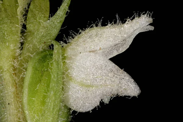 Список Викопних Птахів Lady Apos Tresses Goodyera Repens Квітка Закриття — стокове фото