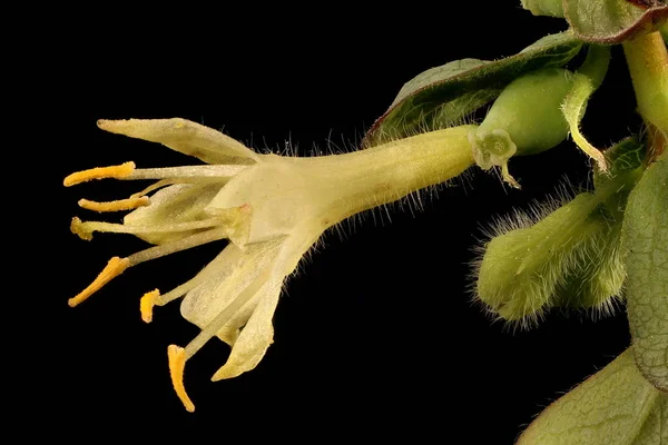 Blue Honeysuckle Lonicera Caerulea Квітка Закриття — стокове фото