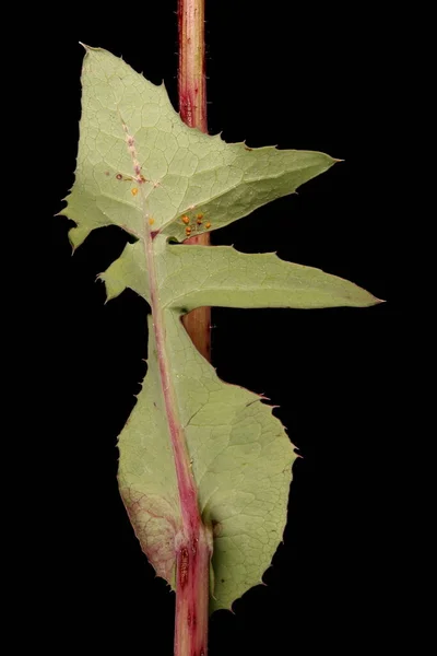 Гладкий Чертополох Sonchus Fabcaceus Лист Крупным Планом — стоковое фото