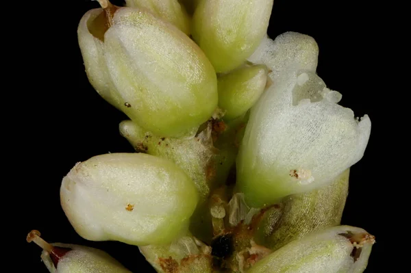 Persicaria Maculosa Інфлоресценція Деталь Закриття — стокове фото