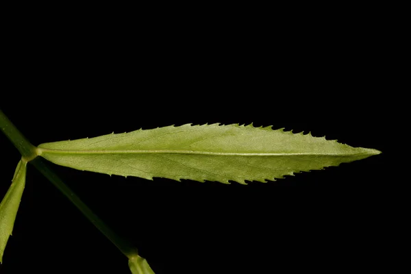 Fałszywy Smok Physostegia Virginiana Zbliżenie Liści — Zdjęcie stockowe