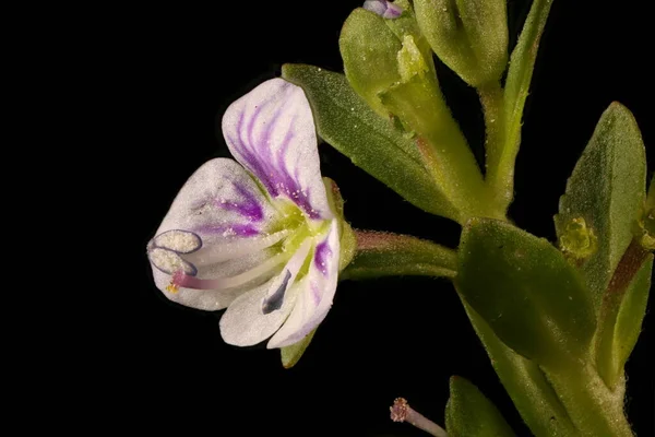 Thyme Leaved Speedwell Veronica Serpyllifolia 플라워 클로즈업 — 스톡 사진