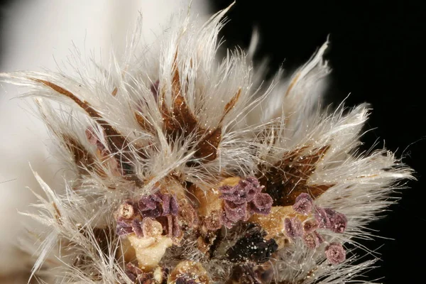 Aspen Populus Tremula Inflorescencia Detalle Primer Plano — Foto de Stock