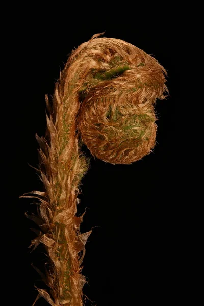 Αρσενική Φερν Dryopteris Filix Mas Κοντινό Πλάνο Fiddlehead — Φωτογραφία Αρχείου