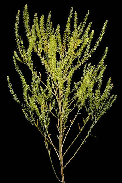 Pepperwort Flor Densa Lepidium Densiflorum Hábito — Foto de Stock