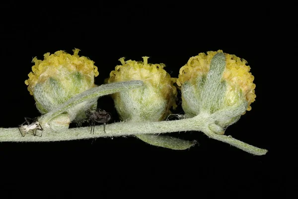 Σκουριές Artemisia Absinthium Κοντινό Πλάνο Capitula — Φωτογραφία Αρχείου