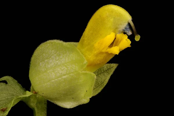Żółty Grzechotnik Rhinanthus Minor Kwiat Zbliżenie — Zdjęcie stockowe