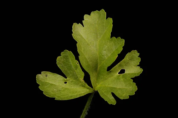 Musk Mallow Malva Moschata Detailní Záběr Listu — Stock fotografie