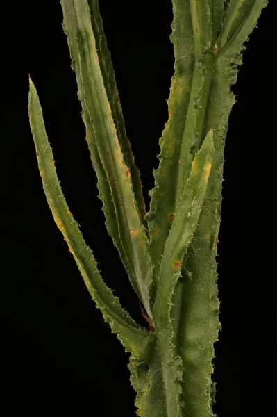 Wavyleaf Sea Lavender Limonium Sinuatum Stem Leaves Closeup — Stock Photo, Image
