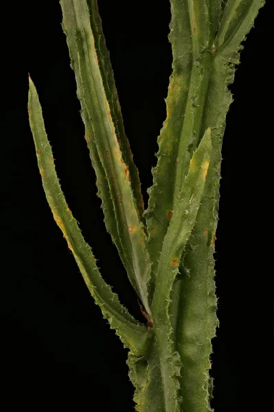 Bølgeblad Sea Lavendel Limonium Sinuatum Stilk Blade Closeup - Stock-foto