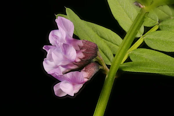 Bush Vetch Vicia Sepium Inflorescência Closeup — Fotografia de Stock