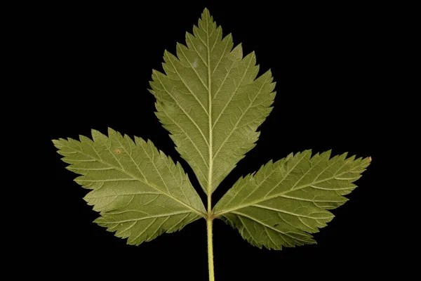 Stone Bramble Rubus Saxatilis Closeup Folha — Fotografia de Stock