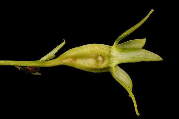 Baracklevelű Harangvirág Campanula Persicifolia Fiatal Gyümölcs Szekrény — Stock Fotó