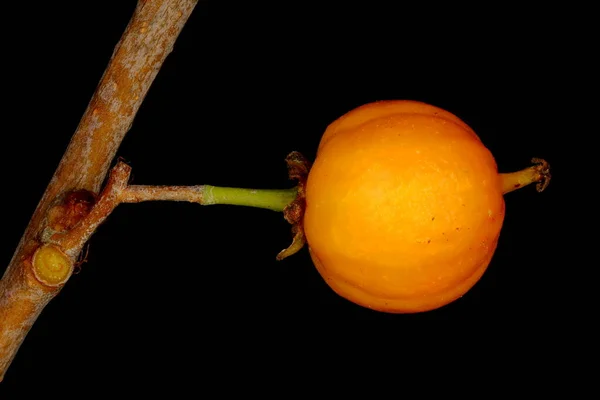Staff Vine Celastrus Orbiculatus Closeup Frutas — Fotografia de Stock
