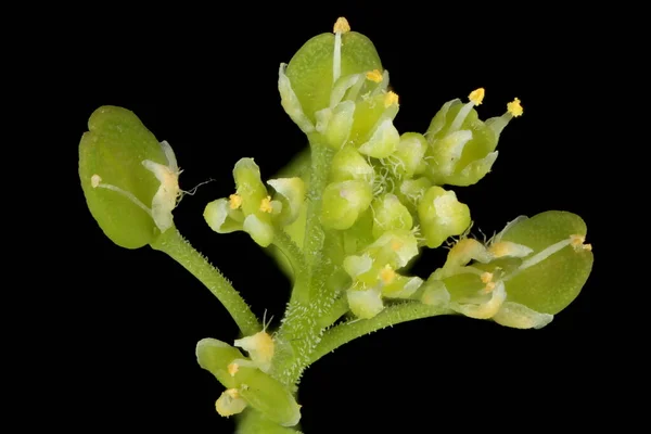 Dense Flowered Pepperwort Lepidium Densiflorum Flowers Closeup — Stock Photo, Image