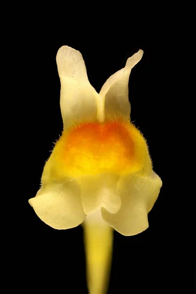 Common Toadflax Linaria Vulgaris Flower Closeup — Stock Photo, Image